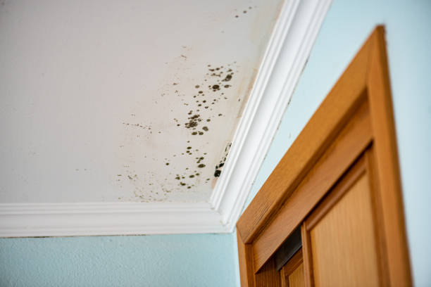 Best Real Estate Mold Inspection  in Huntingdon, PA